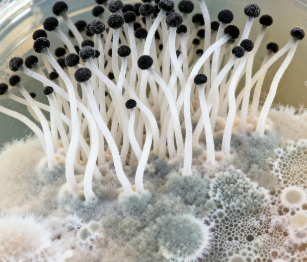 飼料原料冬季儲存風險升級，熒光定量真菌毒素檢測儀功能顯優勢